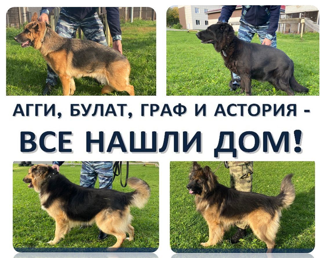 В Карелии за два дня нашли дом для всех служебных собак-пенсионеров