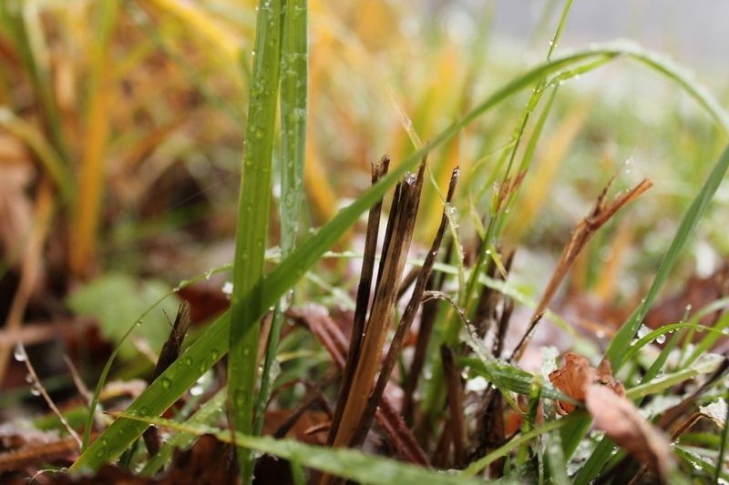 Мокрый снег обещают на севере Карелии. Прогноз погоды на 14 октября