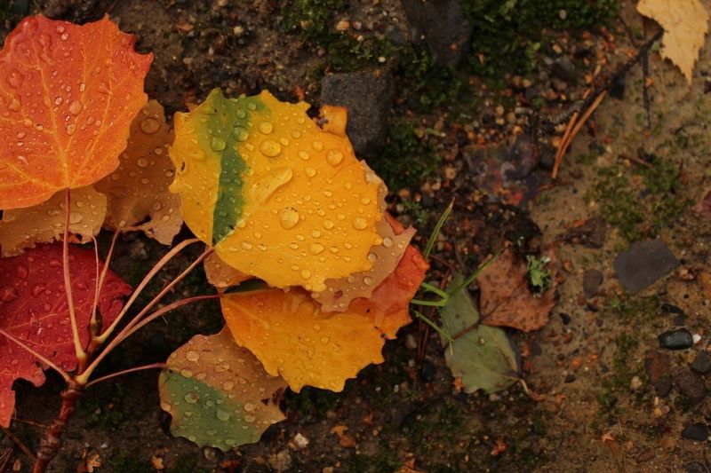 Умеренный дождь. Прогноз погоды в Карелии на 2 октября