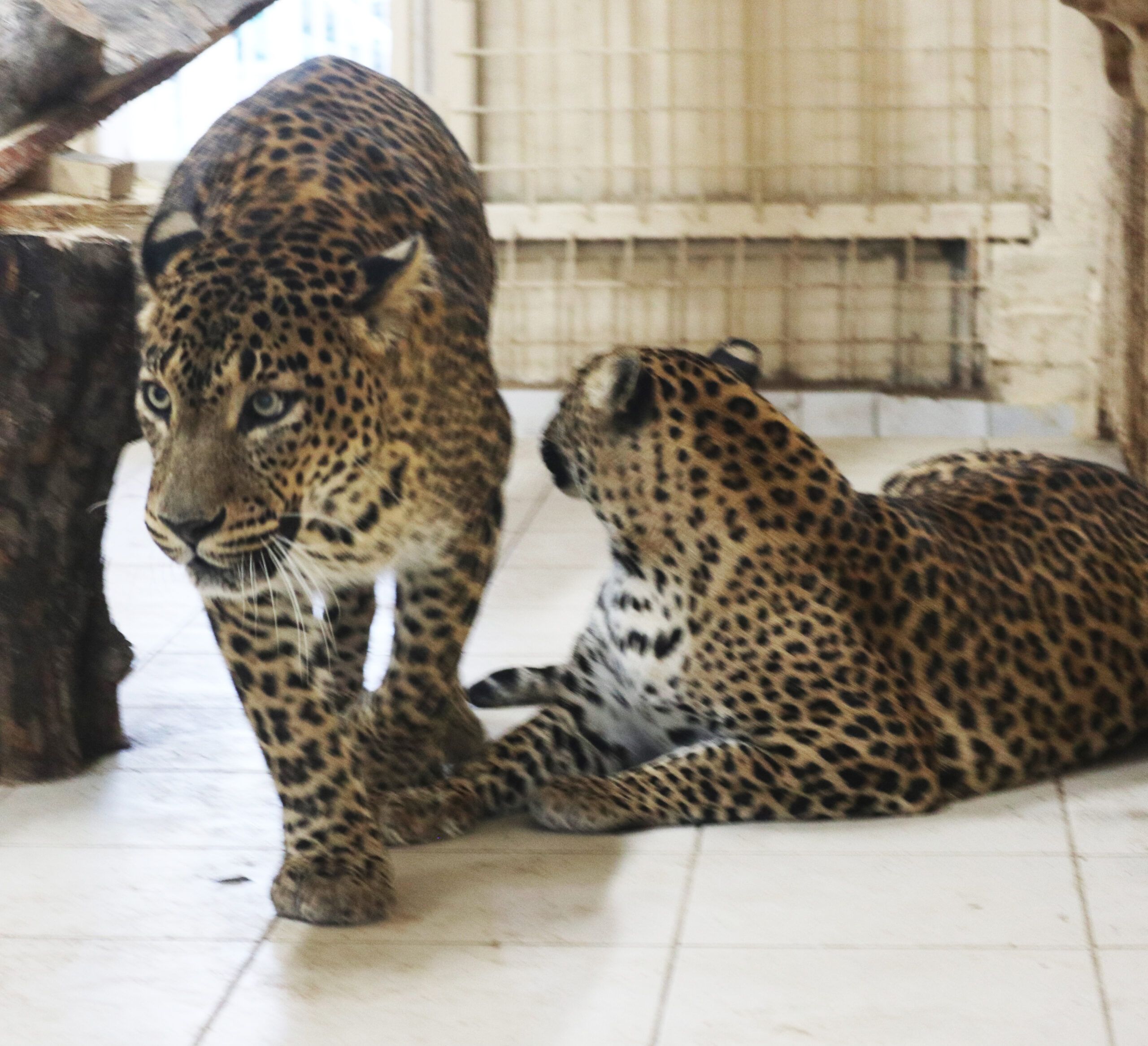 Два краснокнижных цейлонских леопарда поселились в Карельском зоопарке