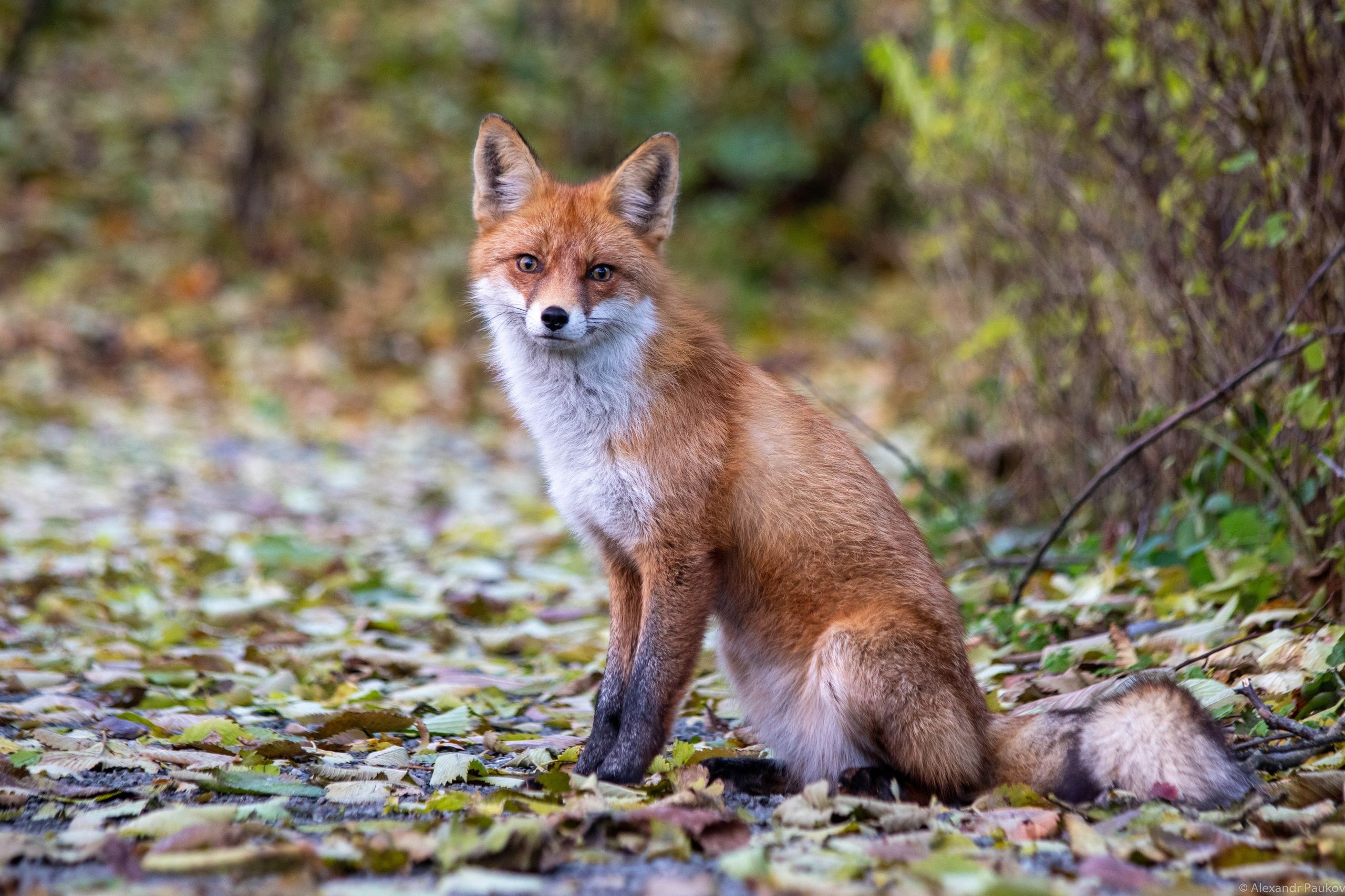 Лиса охотилась за птицами в центре Петрозаводска