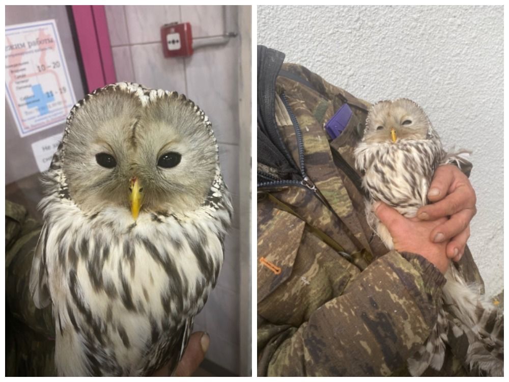 Спасенный на Ключевой совенок вернулся в природу