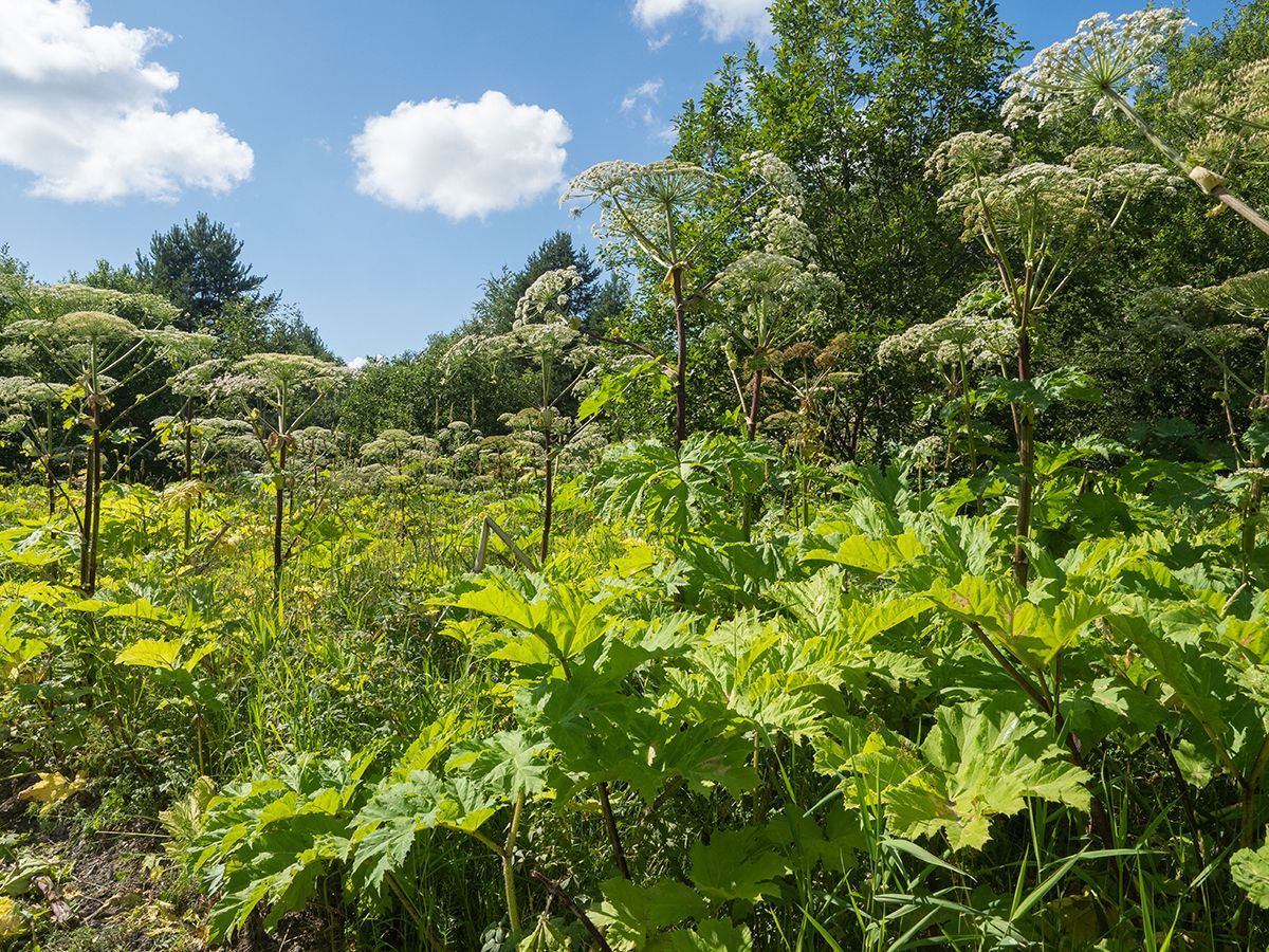 Ответственных за борщевик в Карелии определит рабочая группа