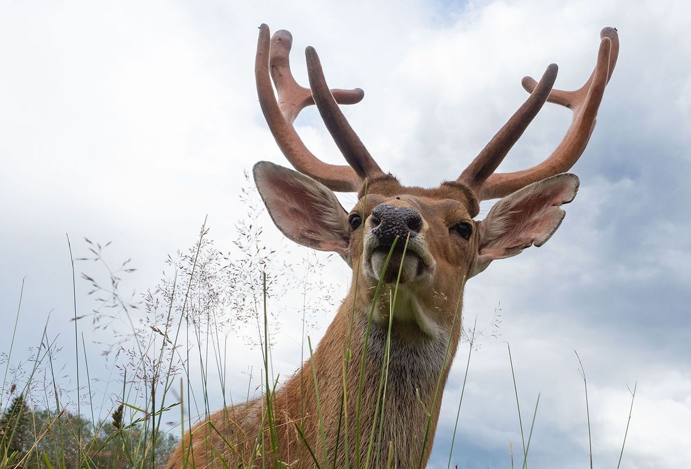Спасены пять из шести оленей из поселка Харлу