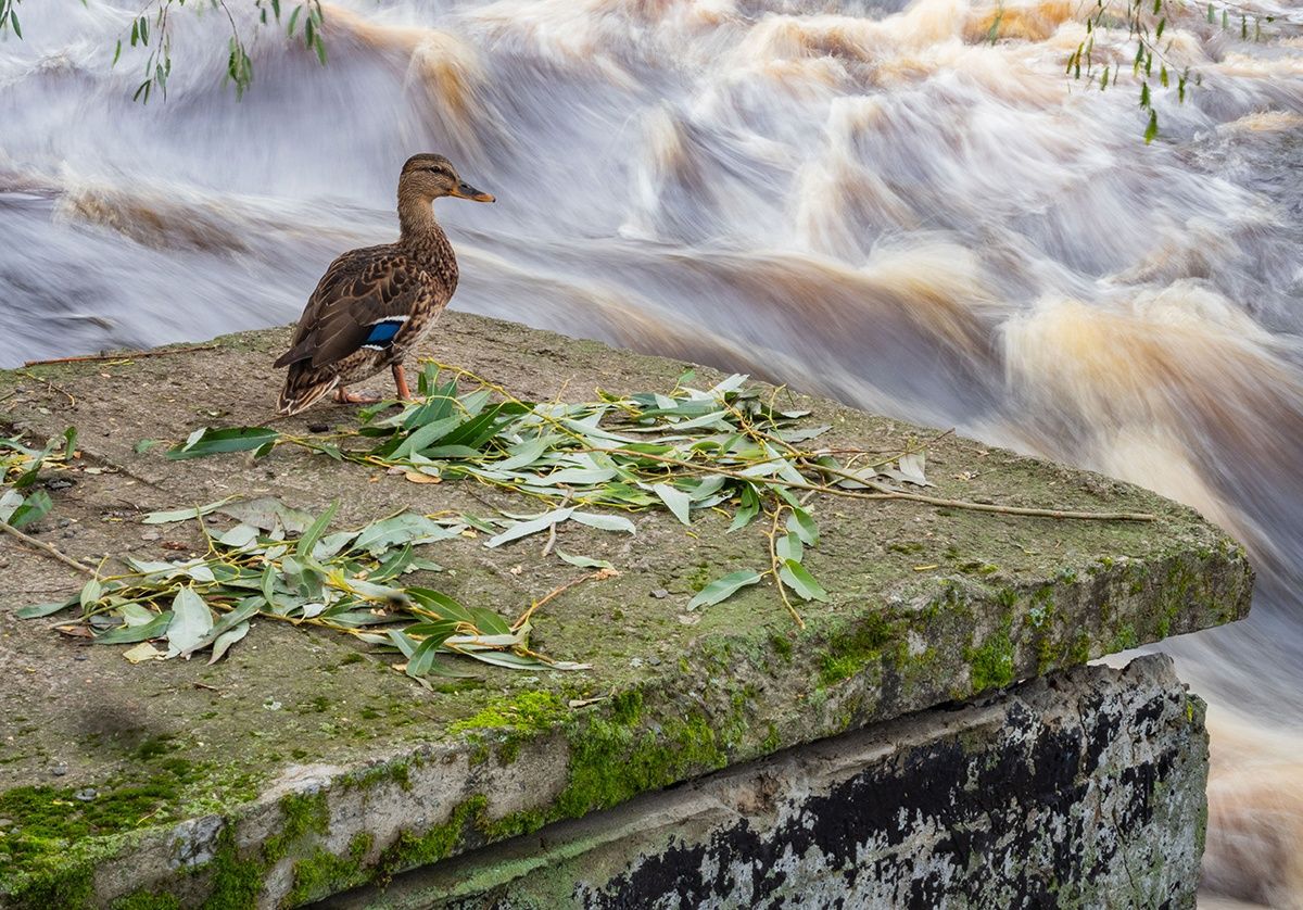 Сильный ветер и осадки обещают в Карелии. Прогноз погоды на 12 октября