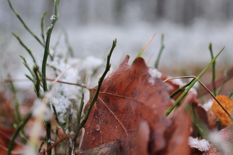 Вернется ли тепло и когда выпадет снег: карельские синоптики дали прогноз на октябрь