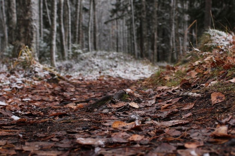 Ночью местами до -10°С: прогноз погоды на 22 октября