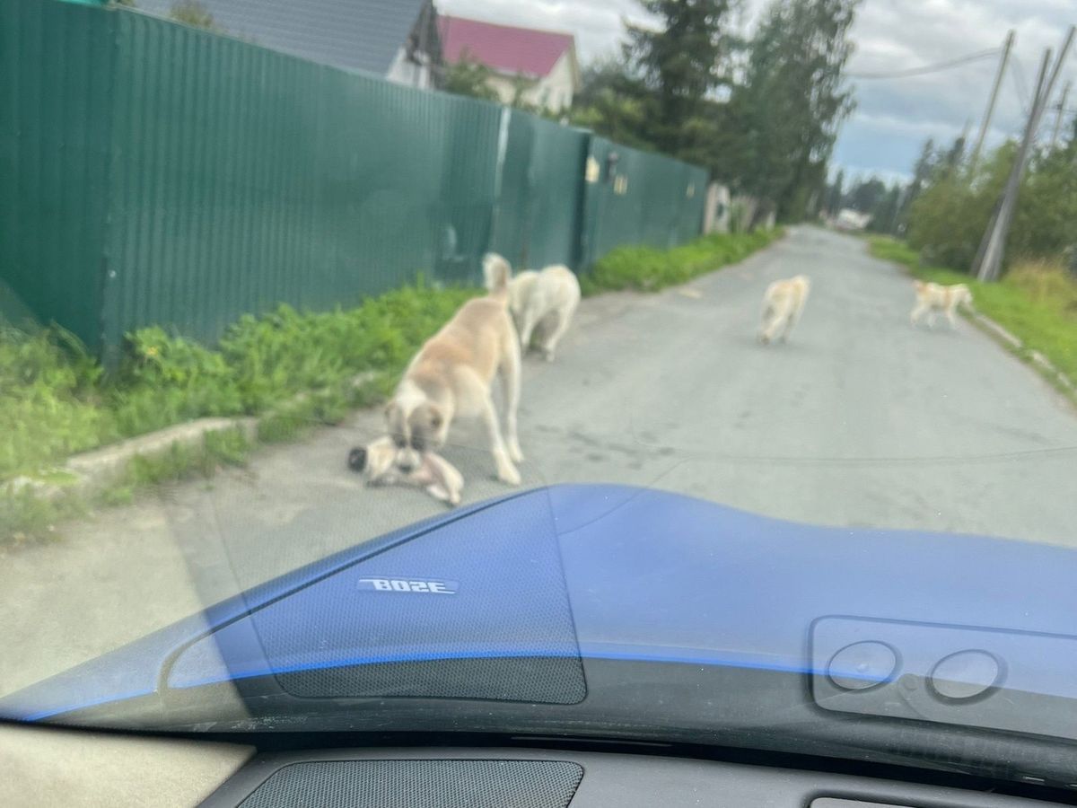 Хозяин алабаев из Новой Вилги привлечен к ответственности за самовыгул собак