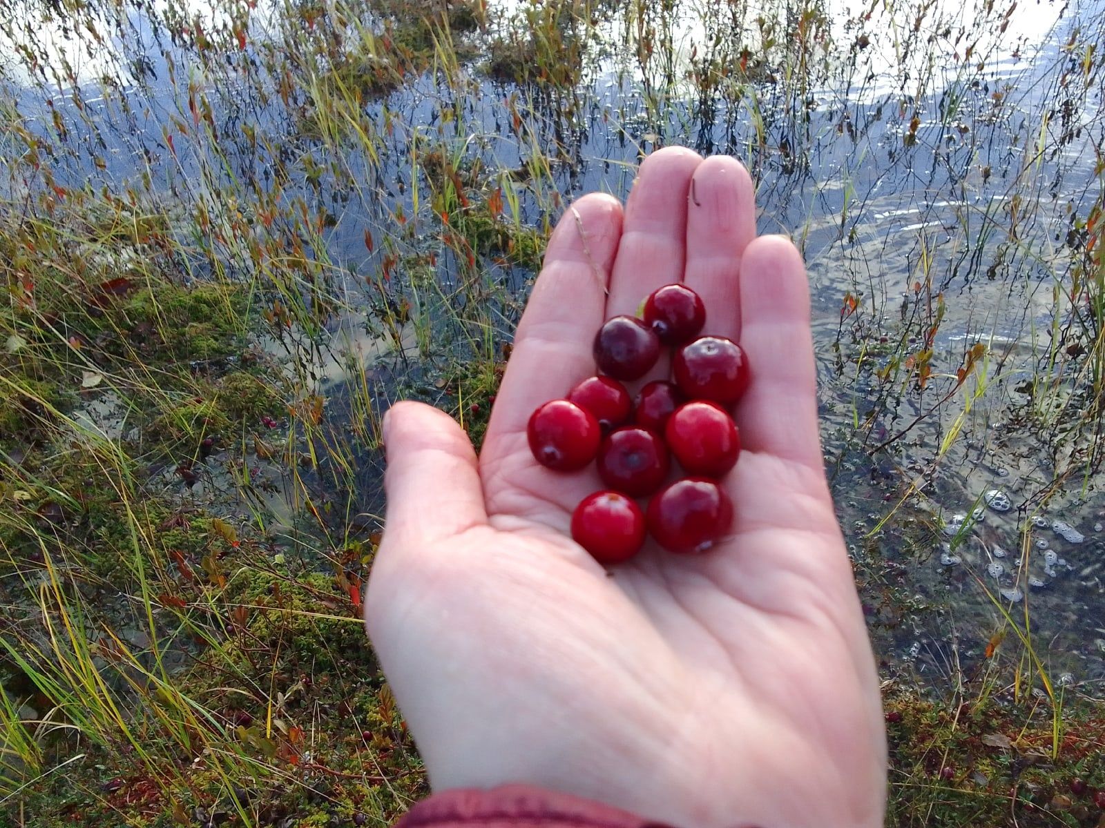 Жители Карелии осваивают новый способ сбора клюквы