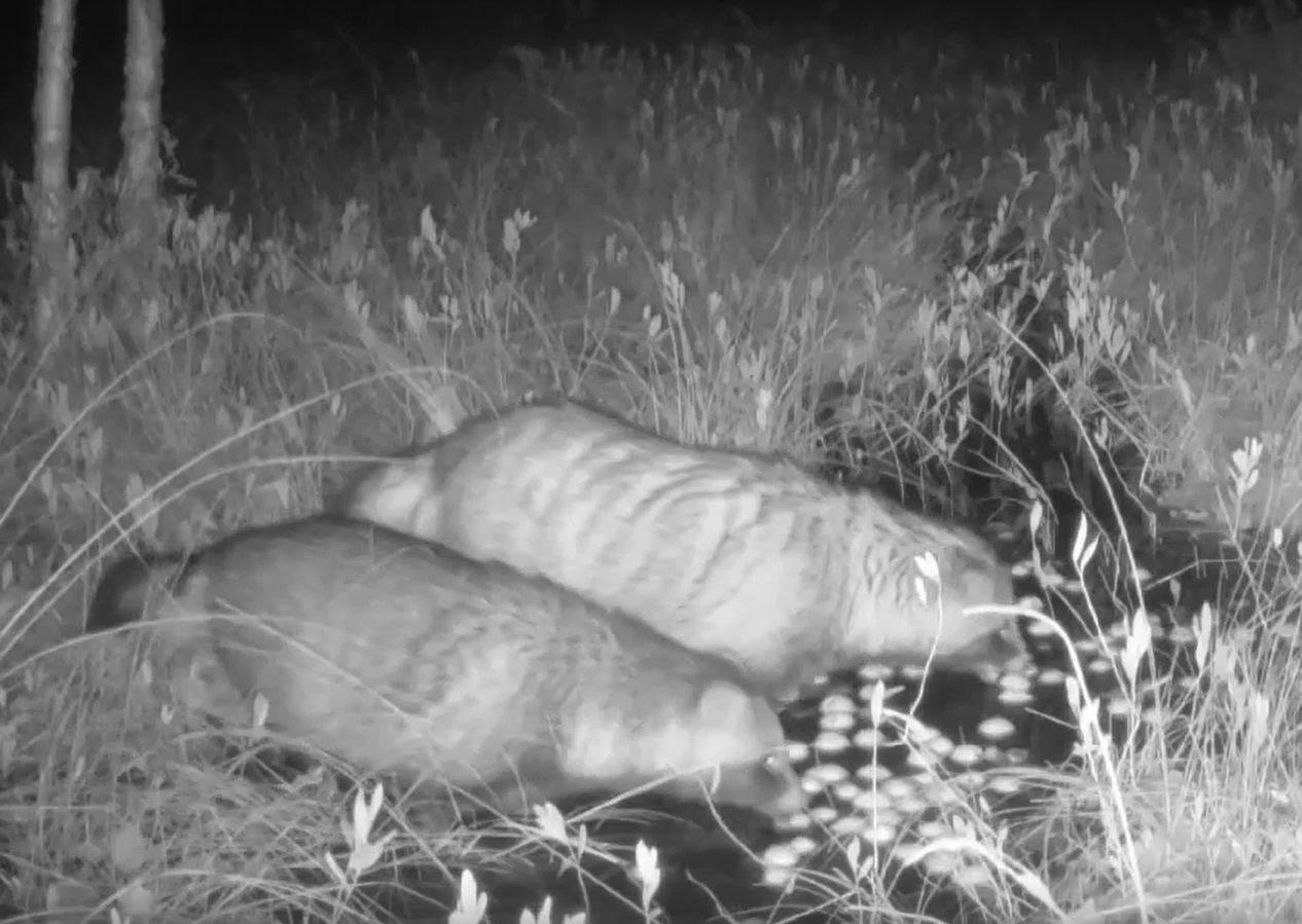 В Карелии пара енотовидных собак вылавливала яблоки из воды