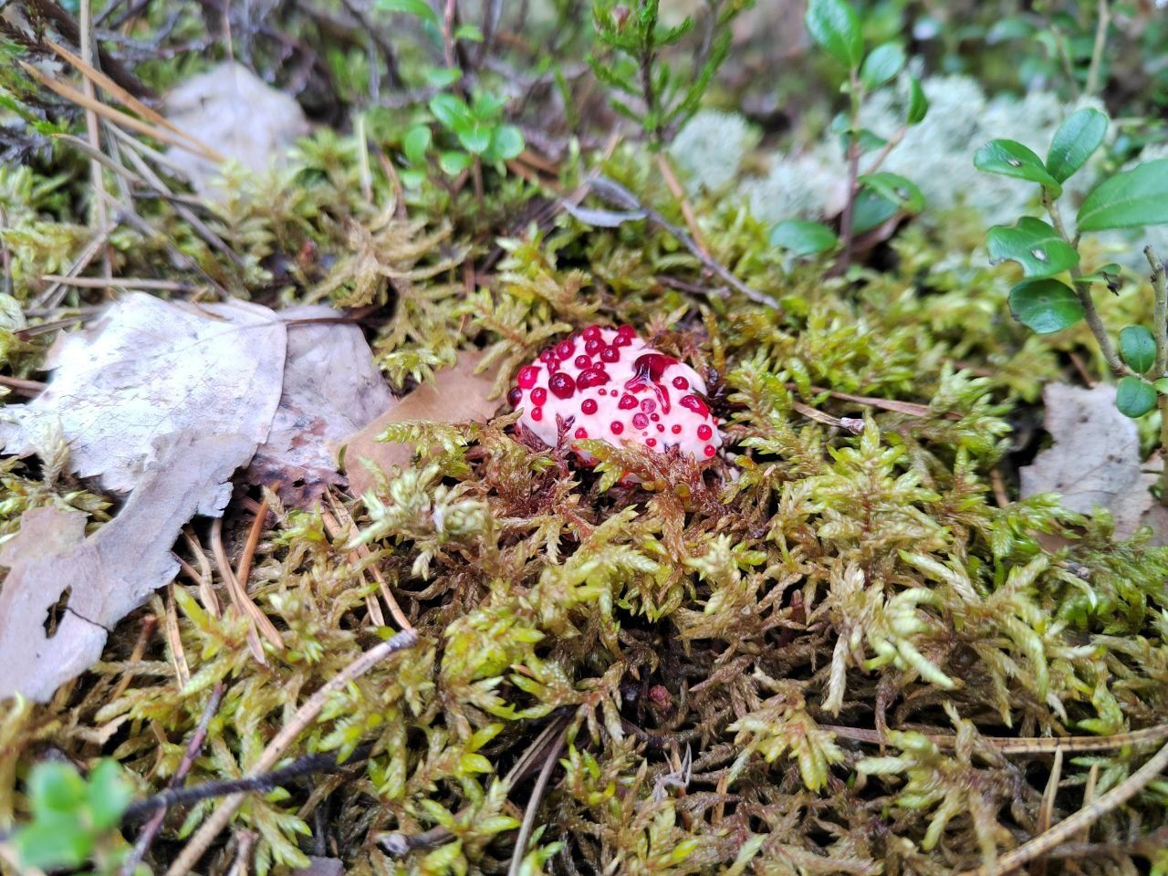 В Водлозерском парке нашли гриб «кровавый зуб»