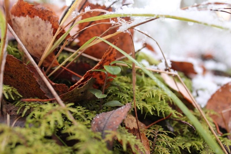 Мокрый снег, местами гололедица: прогноз погоды на 9 октября