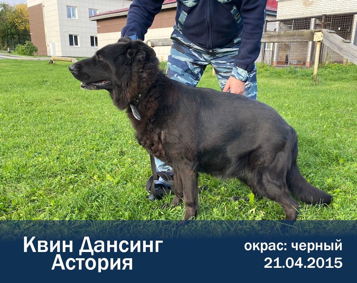 В МВД Карелии ищут хозяев для служебных собак-пенсионеров