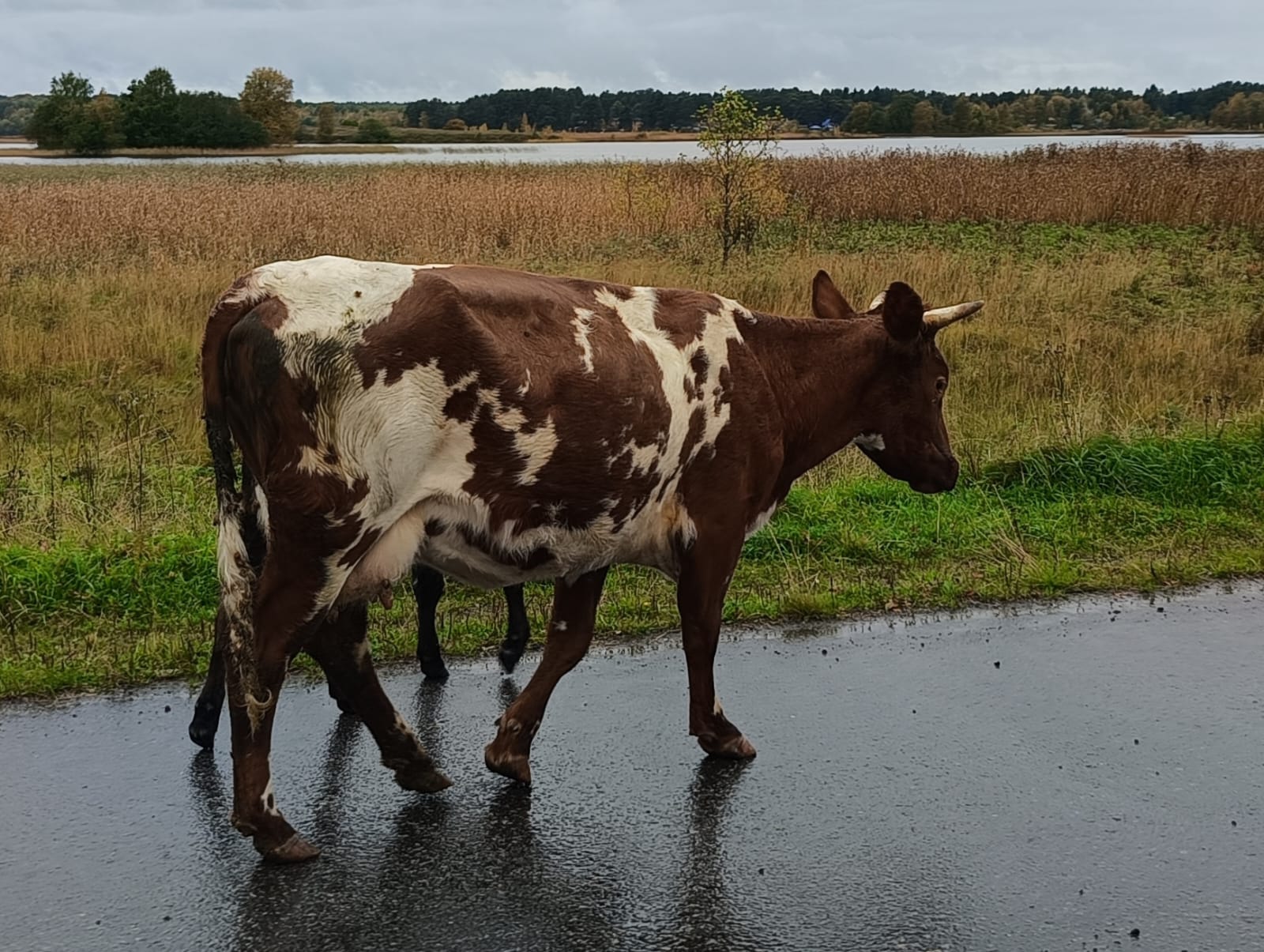 Названы опасные по сибирской язве населенные пункты Карелии
