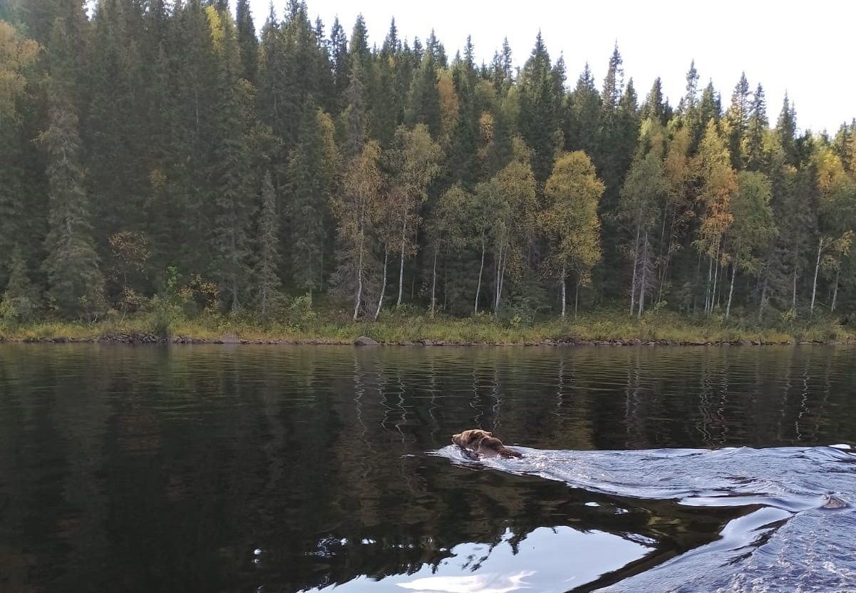 Сотрудники нацпарка в Карелии сфотографировали заплыв медведя