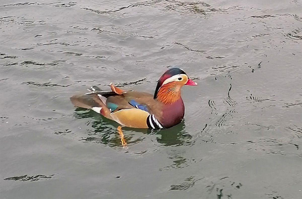 На севере Карелии сфотографировали редкую утку-мандаринку