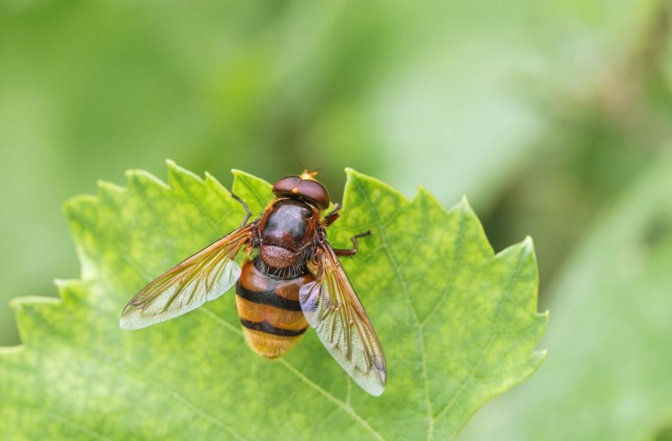 Житель Карелии потерял сознание на работе после укуса шершня