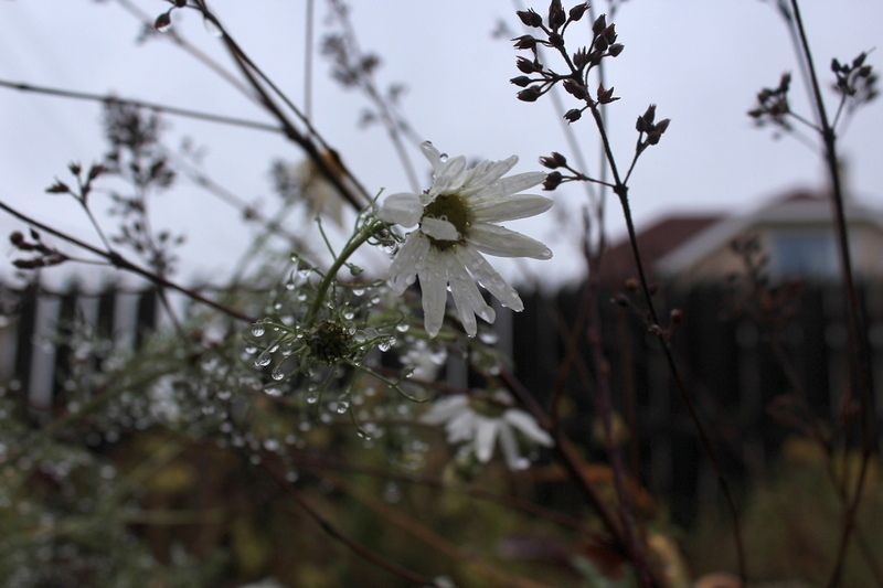 Местами дождь с мокрым снегом: прогноз погоды на 17 октября