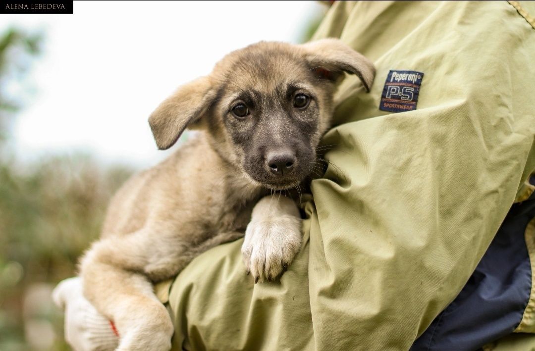 Количество брошенных щенков увеличилось в Петрозаводске