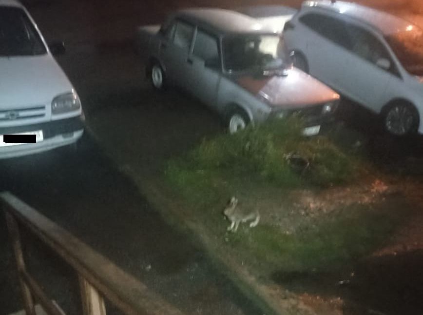 В Костомукше во двор жилого дома забежал заяц