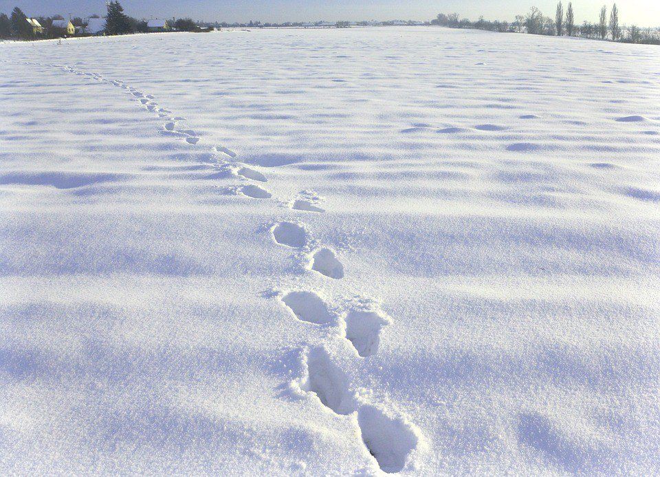 На арктический гектар в Карелии активно претендуют жители Санкт-Петербурга и Москвы