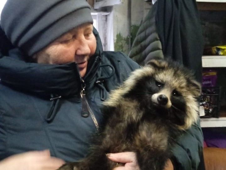 Енотовидная собака из Суоярви проходит лечение в Ленобласти