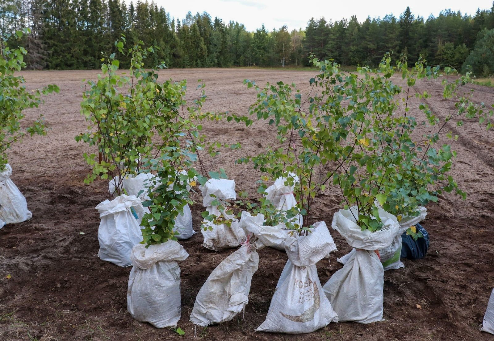 В Карелии создадут первую лесную плантацию карельской березы