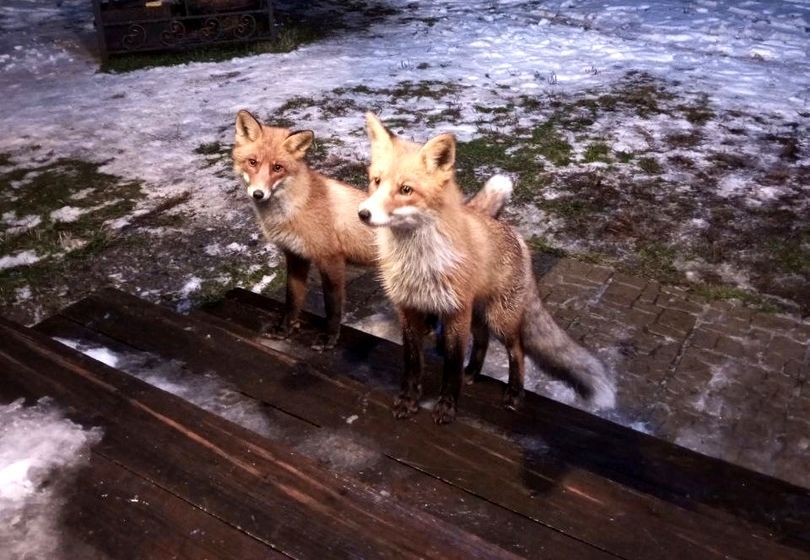 В карельской деревне у ручной лисы появился жених