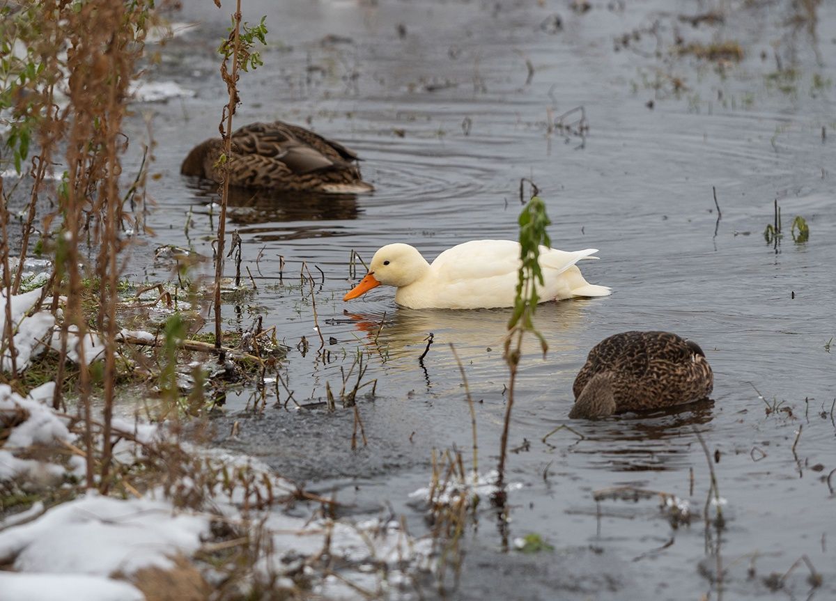 В Карелии в стае диких птиц обнаружили белую утку