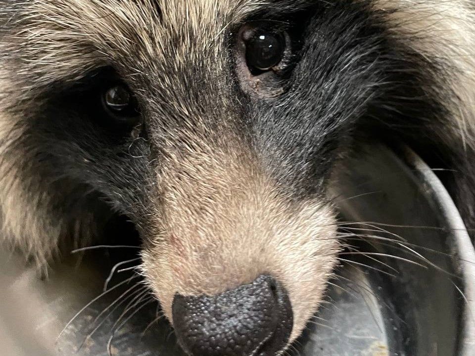 Енотовидную собаку из Карелии оставят в реабилитационном центре «Сирин» до весны