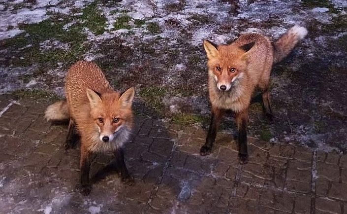 У друга лисы Алисы из Заонежья появилось имя