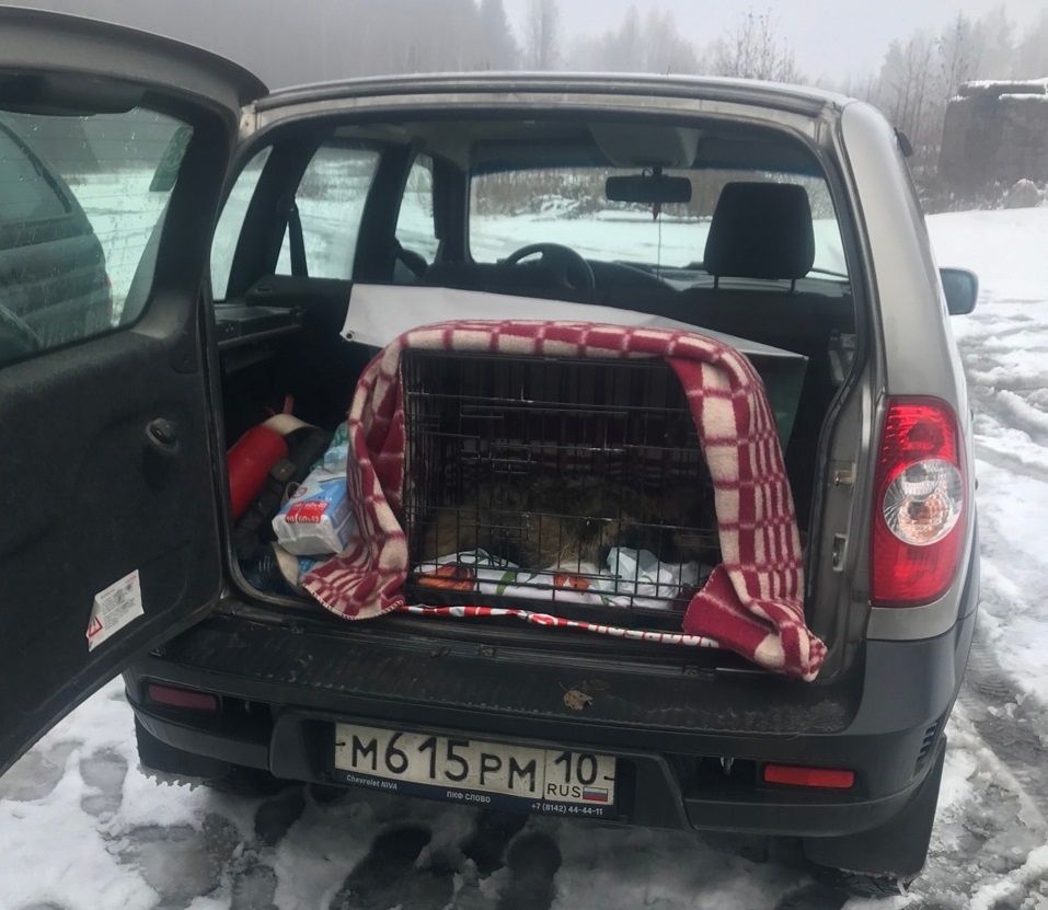 Енотовидную собаку из Карелии отправили на лечение в Ленобласть