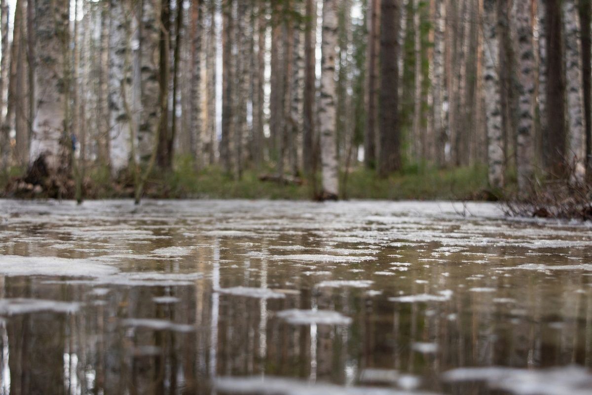 Дожди с мокрым снегом: карельские синоптики сделали прогноз на неделю