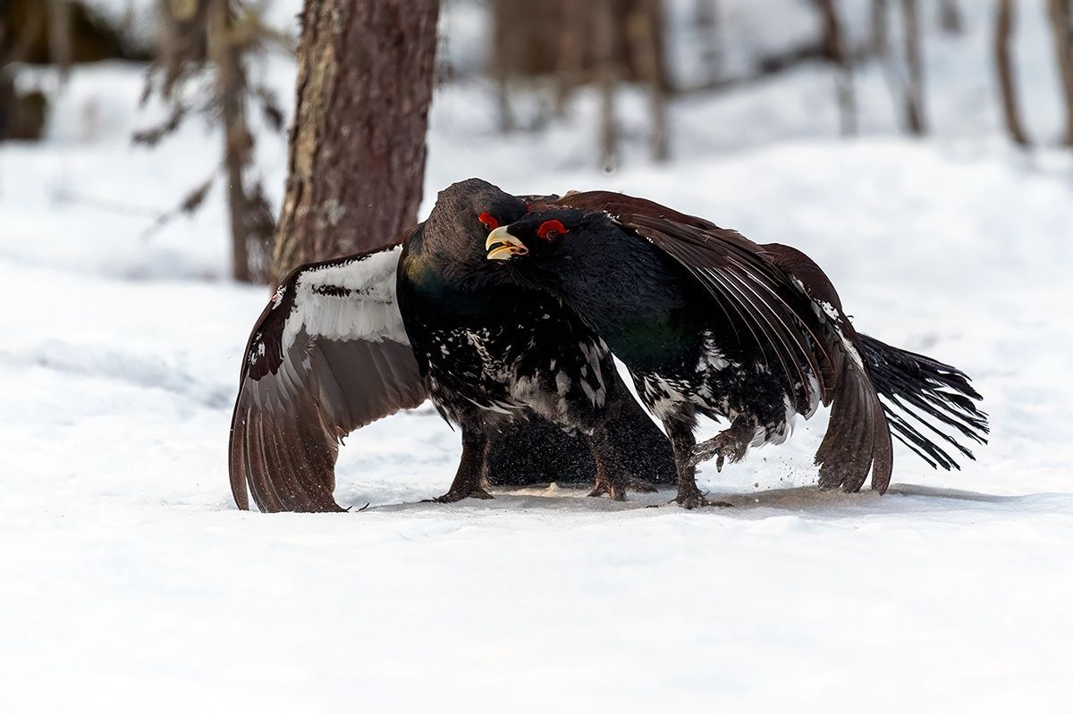 Зверей и птиц посчитают в Водлозерском парке Карелии