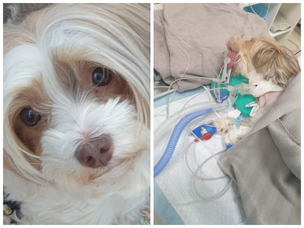 Петрозаводчане пытаются спасти собаку с редким заболеванием: требуется дорогостоящее лечение