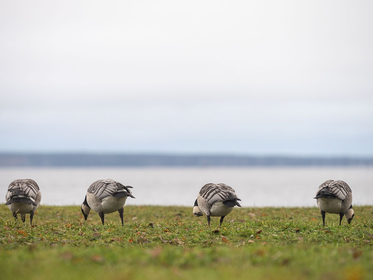 Белощекие казарки и гуси набираются сил в Петрозаводске