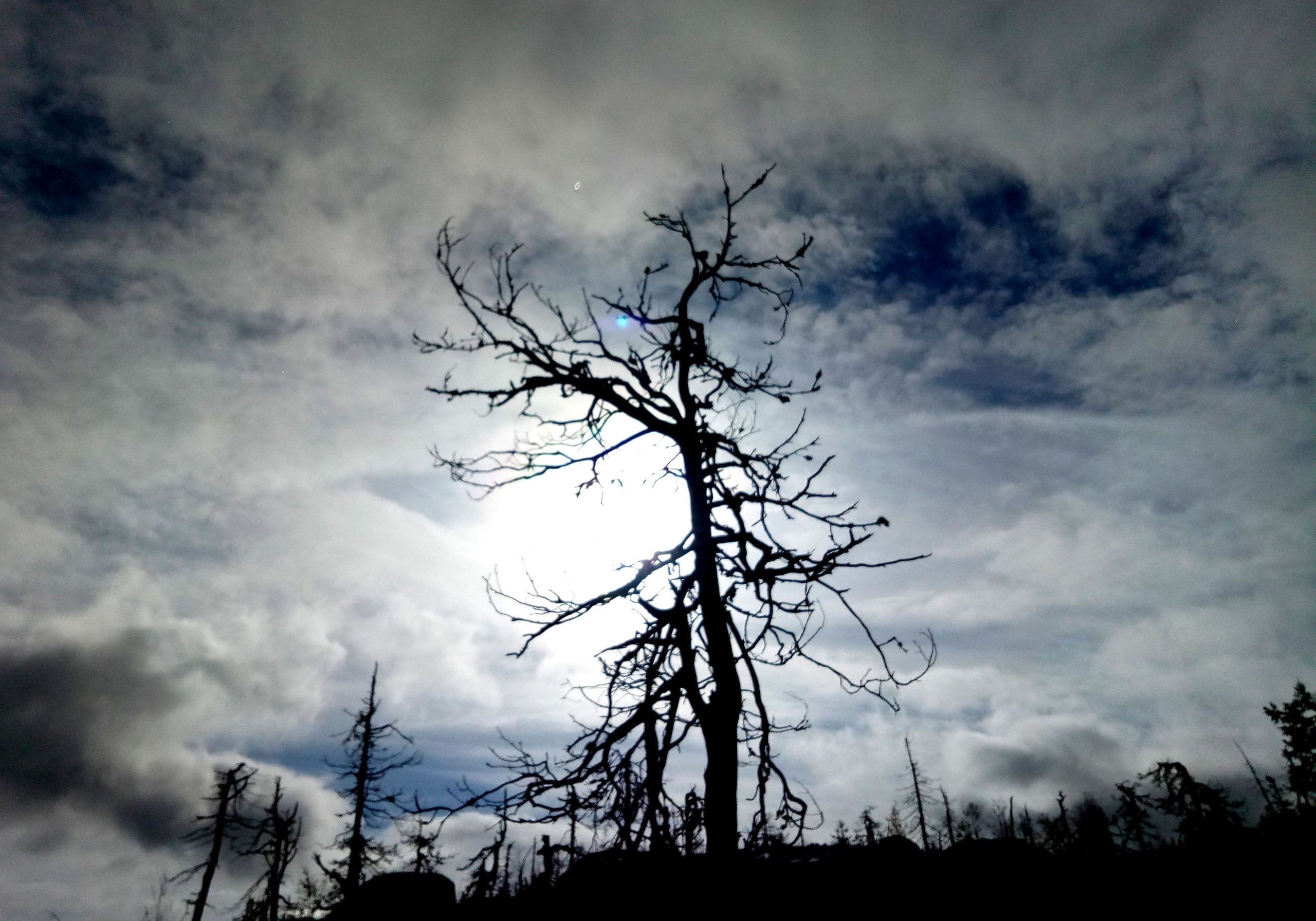 300-летние деревья, висячие болота и никакой мистики. Карельские ученые впервые подробно рассказали о новом нацпарке «Воттоваара»