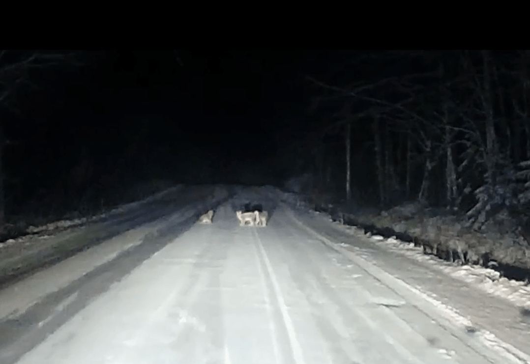 Рысята играли на дороге в Карелии