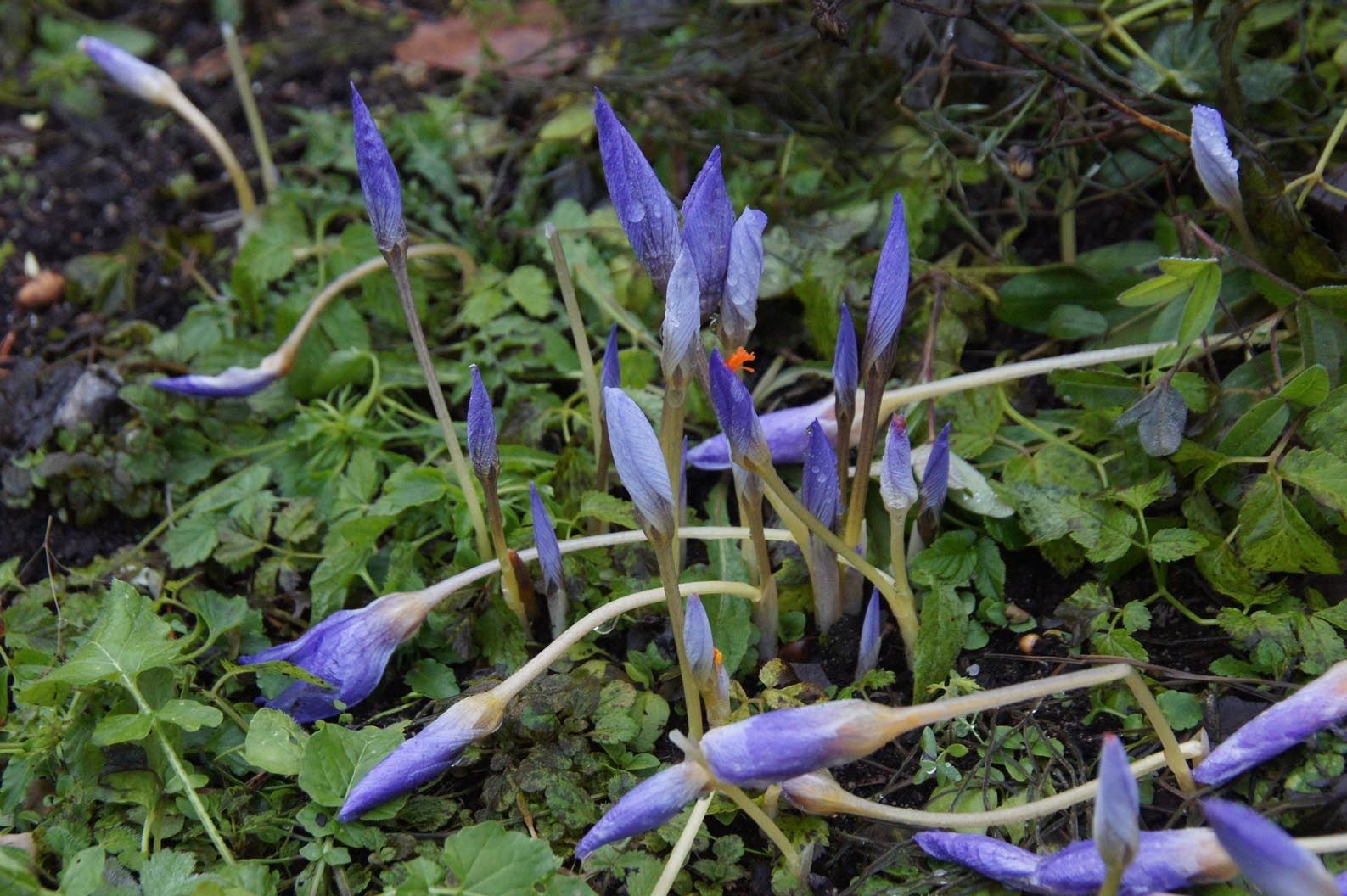 В Ботаническом саду Петрозаводска цветут крокусы и купальница европейская