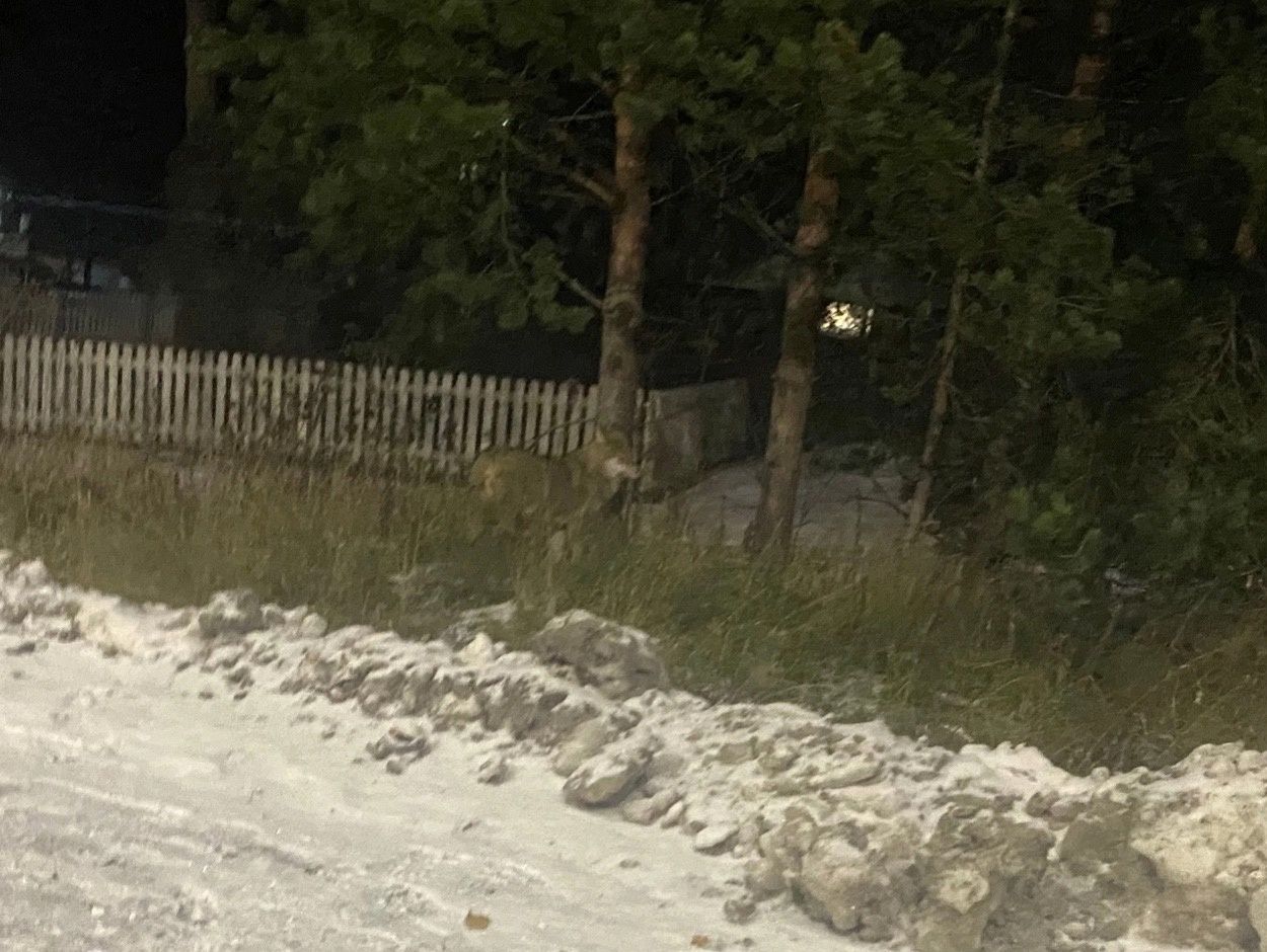 По Медвежьегорску бегает волк