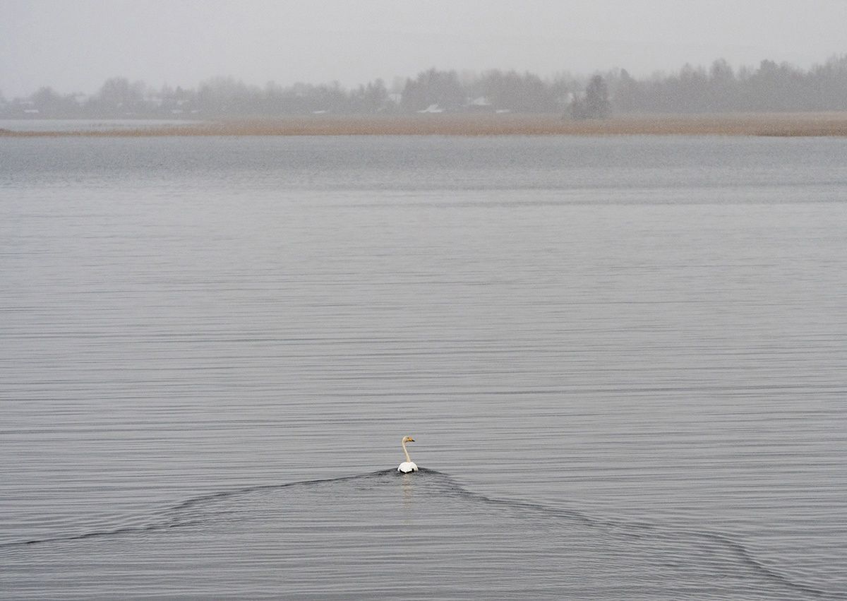 Мокрый снег и дожди обещают в Карелии в воскресенье. Прогноз погоды на 12 ноября