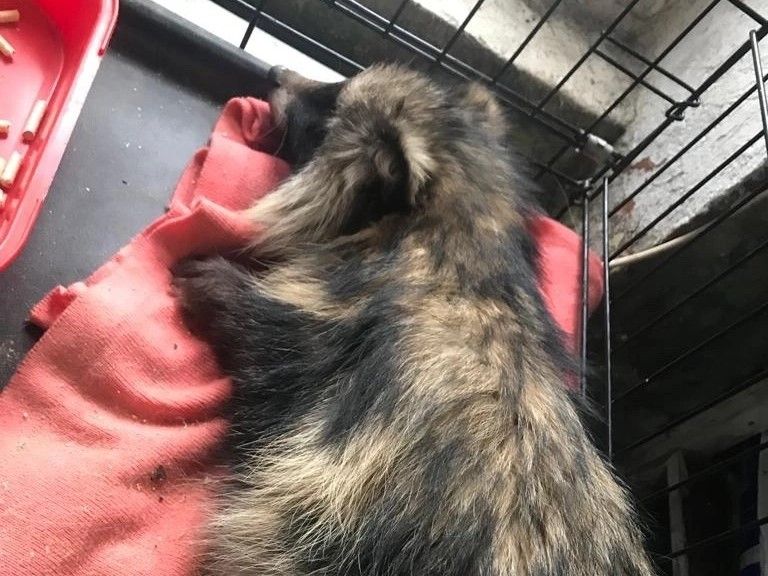 Волонтеры просят помощи в спасении енотовидной собаки из Суоярви