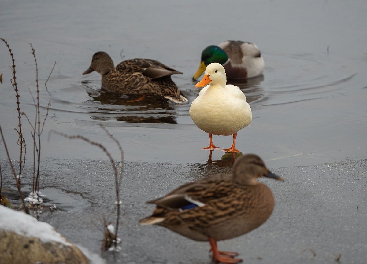 Альбинос или нет: орнитолог прокомментировал фото белой утки в дикой стае в Карелии