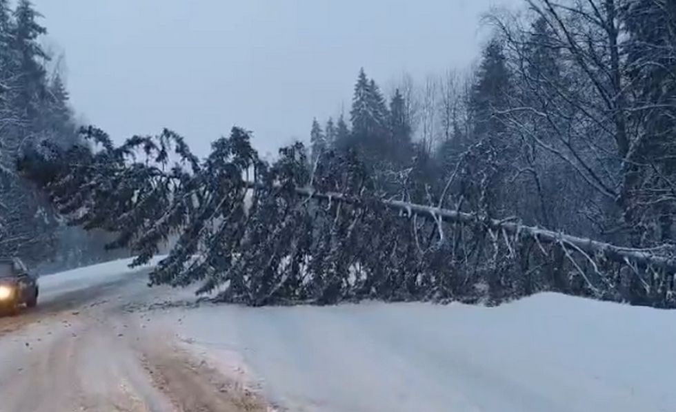 Огромная ель упала на дорогу под Петрозаводском