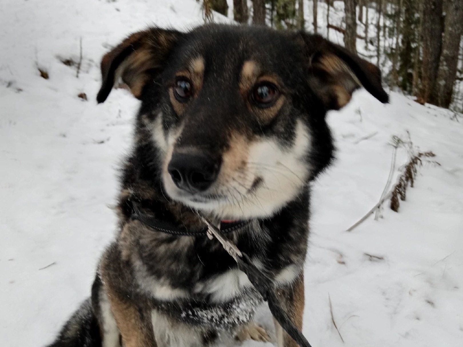 В Медвежьегорске собак из муниципального приюта выгоняют на улицу