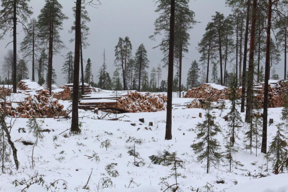 Рубки в планируемом заказнике “Максимъярви” продолжаются вопреки договоренностям Рубки в планируемом заказнике “Максимъярви” продолжаются вопреки договоренностям