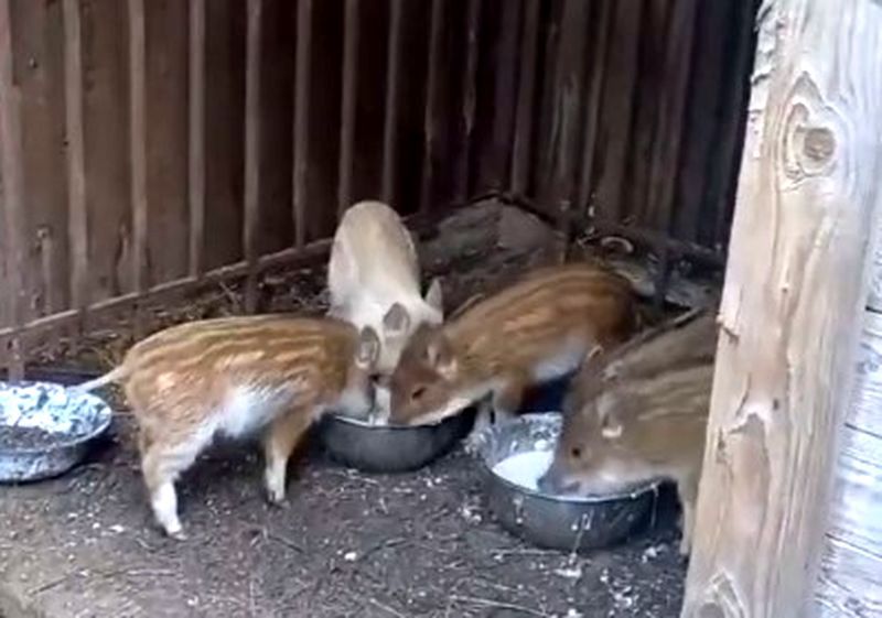 В зоокомплексе «Три медведя» у семьи кабанов родились поросята