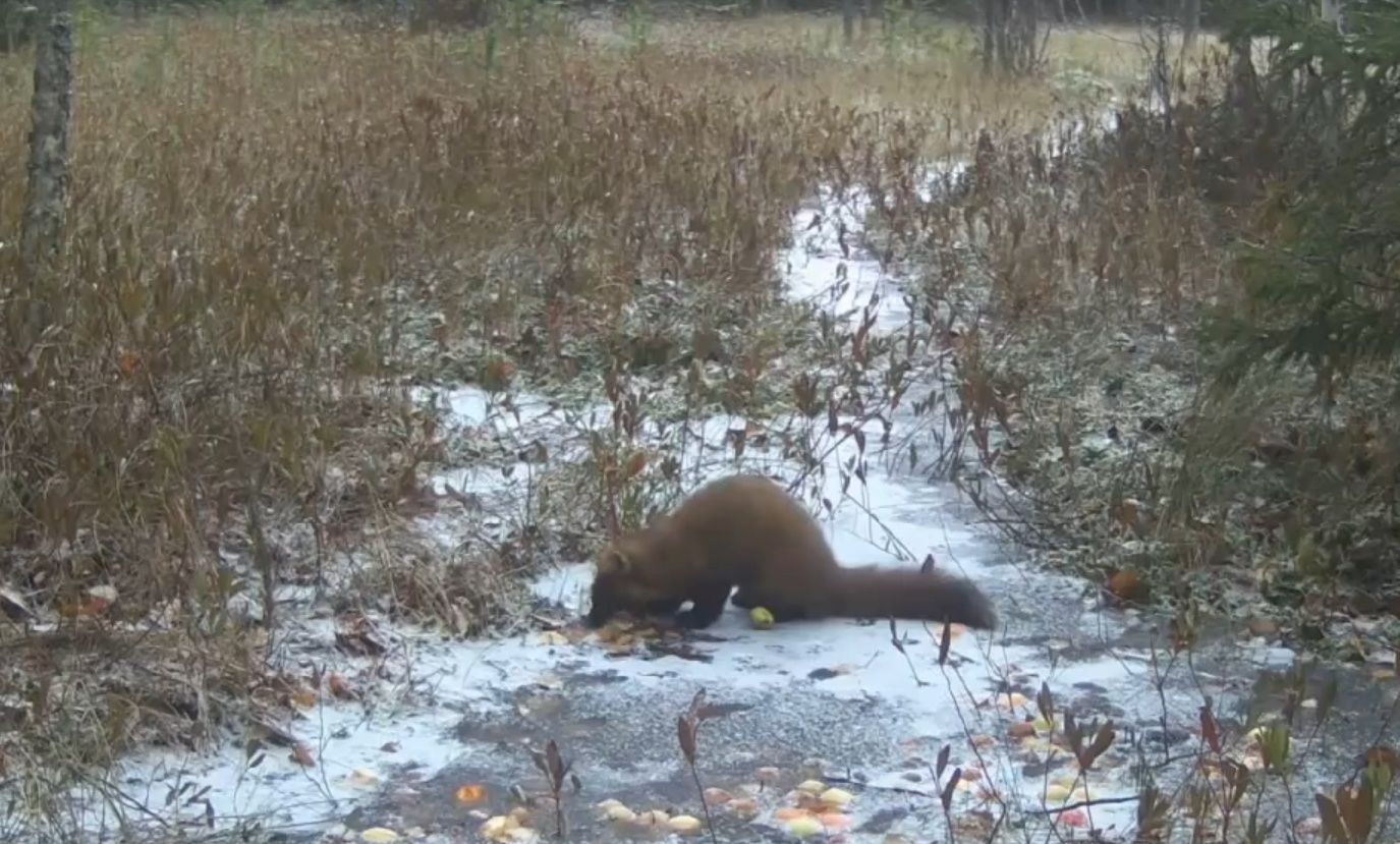 В Карелии куница попыталась выгрызть яблоки изо льда