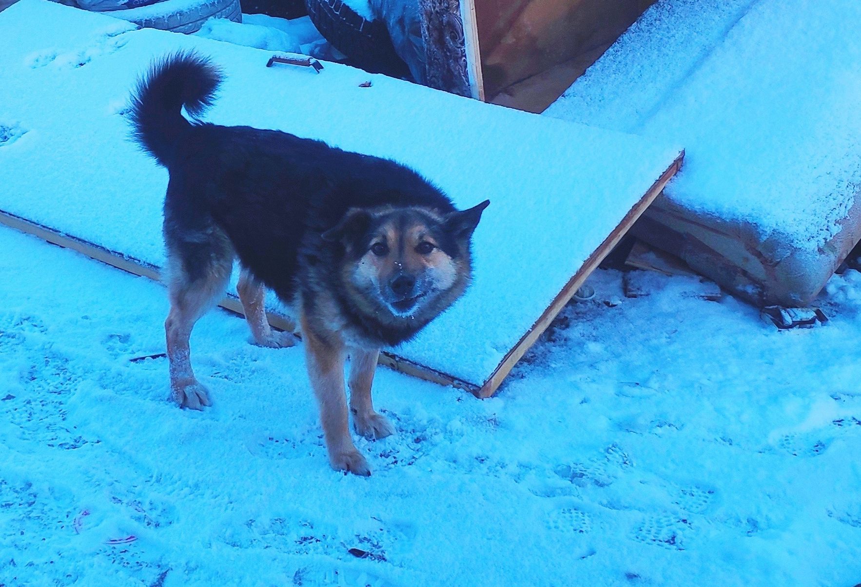 Две агрессивные собаки напали на ребенка в Карелии и нанесли ему множественные травмы