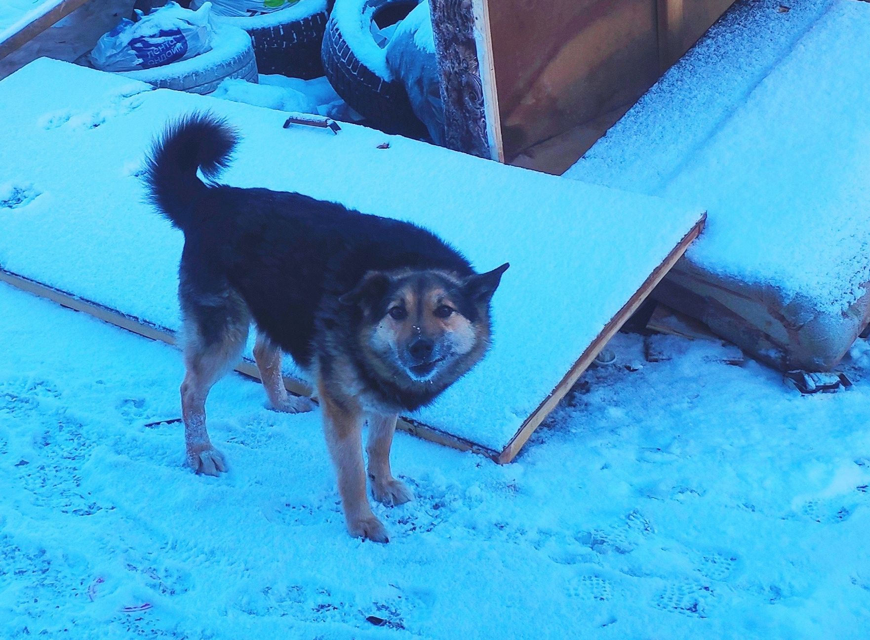 В Минсельхозе Карелии рассказали, откуда в Новой Вилге опасный бруцеллёз и как надолго введен карантин